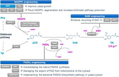 Boosting lignan-precursor synthesis in yeast cell factories through co-factor supply optimization